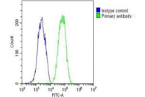 Overlay histogram showing HepG2 cells stained with (ABIN654065 and ABIN2843962) (green line). (Fetuin A 抗体  (C-Term))