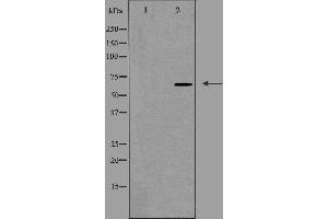 Western blot analysis of extracts from K562 cells using CDC40 antibody.