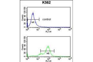 Flow cytometry analysis of K562 cells (bottom histogram) compared to a negative control cell (top histogram). (SNRPC 抗体  (C-Term))