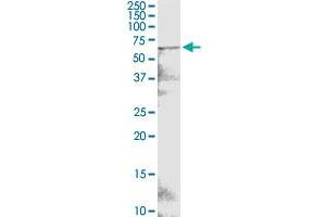 POTED monoclonal antibody (M05), clone 6D9. (POTED 抗体  (AA 485-584))