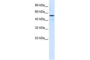 Western Blotting (WB) image for anti-Smad Nuclear Interacting Protein 1 (SNIP1) antibody (ABIN2460757) (SNIP1 抗体)