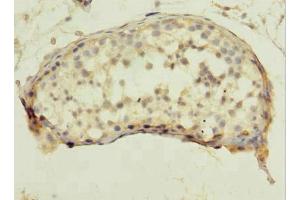 Immunohistochemistry of paraffin-embedded human testis tissue using ABIN7166918 at dilution of 1:100 (QTRT1 抗体  (Catalytic Subunit 1))