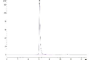 Size-exclusion chromatography-High Pressure Liquid Chromatography (SEC-HPLC) image for Activated Leukocyte Cell Adhesion Molecule (ALCAM) (AA 28-526) protein (His tag) (ABIN7273815)