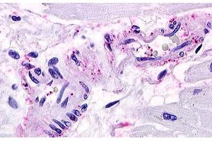 Image no. 1 for anti-Sphingosine-1-Phosphate Receptor 1 (S1PR1) (Cytoplasmic Domain) antibody (ABIN1049316) (S1PR1 抗体  (Cytoplasmic Domain))