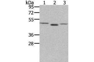 Western Blot analysis of NIH/3T3 cell and Human placenta tissue, lovo cell using FGFRL1 Polyclonal Antibody at dilution of 1:400 (FGFRL1 抗体)
