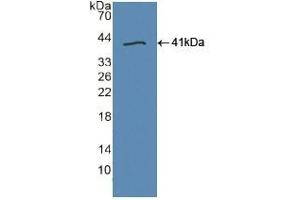 Western blot analysis of recombinant Human TLR9. (TLR9 抗体  (AA 28-362))