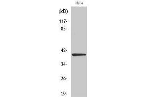 Western Blotting (WB) image for anti-Endonuclease VIII-Like 1 (NEIL1) (C-Term) antibody (ABIN3185815) (NEIL1 抗体  (C-Term))