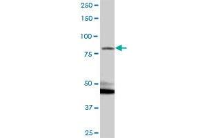 KIAA1026 MaxPab polyclonal antibody. (Kazrin 抗体  (AA 1-415))