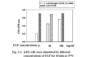 A431 cells were stimulated by different concentrations of EGF for 10 min at 37 °C (EGFR ELISA 试剂盒)