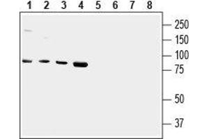 Western blot analysis of human HMC3 microglial (lanes 1 and 5), Jurkat T-cell leukemia (lanes 2 and 6), HepG2 liver hepatoma (lanes 3 and 7) and chronic myelogenous K562 leukemia (lanes 4 and 8) cell lysates: - 1-4.