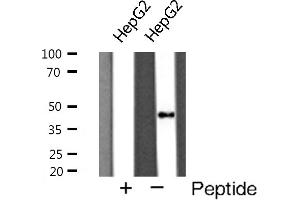 Western blot analysis of Cathepsin D expression in HepG2 cells (Cathepsin D 抗体  (C-Term))