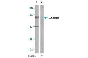 Western blot analysis of extract from mouse brain tissue using Synapsin polyclonal antibody  . (SYN1 抗体)