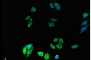 Immunofluorescent analysis of HepG2 cells using ABIN7150590 at dilution of 1:100 and Alexa Fluor 488-congugated AffiniPure Goat Anti-Rabbit IgG(H+L) (DPM1 抗体  (AA 2-260))