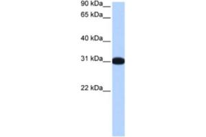 Western Blotting (WB) image for anti-Muscleblind-Like 2 (MBNL2) antibody (ABIN2463438) (MBNL2 抗体)