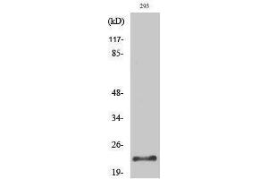Western Blotting (WB) image for anti-Protease, serine, 1 (Trypsin 1) (PRSS1) (Internal Region) antibody (ABIN3187353) (PRSS1 抗体  (Internal Region))
