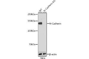 Western blot analysis of extracts from wild type (WT) and N-Cadherin knockout (KO) HeLa cells, using N-Cadherin antibody (ABIN7265999) at 1:1000 dilution. (N-Cadherin 抗体)