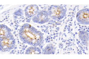 Detection of PIGR in Bovine Colon Tissue using Polyclonal Antibody to Polymeric Immunoglobulin Receptor (PIGR) (PIGR 抗体  (AA 353-457))