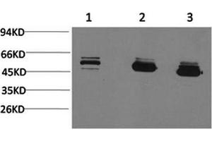 Western Blotting (WB) image for anti-Mitochondrial Calcium Uptake 1 (MICU1) antibody (ABIN5960730) (MICU1 抗体)