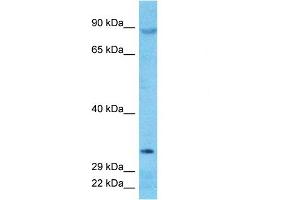 Host:  Rabbit  Target Name:  DJC16  Sample Type:  PANC1 Whole Cell lysates  Antibody Dilution:  1. (DNAJC16 抗体  (N-Term))