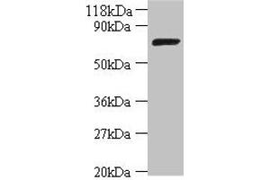 Western blot All lanes: DNA ligase antibody at 2 μg/mL + DH5a whole cell lysate Secondary Goat polyclonal to rabbit IgG at 1/10000 dilution Predicted band size: 74 kDa Observed band size: 74 kDa (LigA (AA 1-671) 抗体)