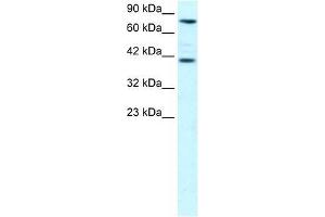 ZNF652 antibody used at 0. (ZNF652 抗体  (N-Term))