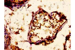 IHC image of ABIN7164824 diluted at 1:400 and staining in paraffin-embedded human testis tissue performed on a Leica BondTM system. (PCSK6 抗体  (AA 596-710))