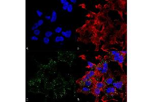Immunofluorescence (fixed cells) (IF/ICC) image for anti-Solute Carrier Family 17 (Sodium-Dependent Inorganic Phosphate Cotransporter), Member 8 (SLC17A8) (AA 546-588) antibody (Atto 594) (ABIN2483787)