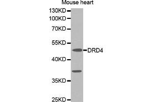 Western blot analysis of extracts of mouse heart cell line, using DRD4 antibody. (DRD4 抗体)