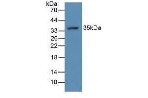 Western Blotting (WB) image for anti-ATPase, H+ Transporting, Lysosomal Accessory Protein 2 (ATP6AP2) (AA 18-302) antibody (ABIN1862221)