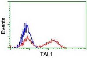 HEK293T cells transfected with either RC222628 overexpress plasmid (Red) or empty vector control plasmid (Blue) were immunostained by anti-TAL1 antibody (ABIN2455265), and then analyzed by flow cytometry. (TAL1 抗体)