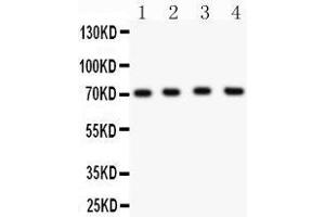 Anti- KCND1 Picoband antibody, Western blotting All lanes: Anti KCND1  at 0. (KCND1 抗体  (AA 442-647))