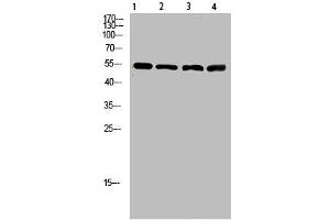 Western Blot analysis of 1,mouse-lung 2,mouse-brain 3,mouse-spleen 4,mouse-kidney cells using primary antibody diluted at 1:500(4 °C overnight). (ATP6AP1 抗体  (AA 421-470))