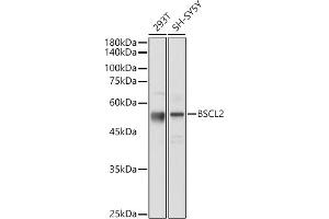 Western blot analysis of extracts of various cell lines, using BSCL2 antibody (ABIN7265874) at 1:1000 dilution. (BSCL2 抗体  (AA 50-150))