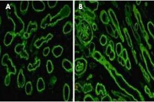Immunofluorescence staining on human embryonic lung alveolae epithelium (A) and kidney (B) with LAMA5 monoclonal antibody, clone 4B12 .