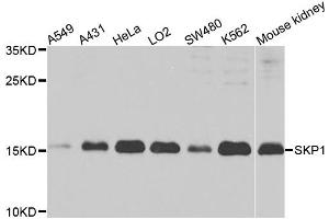 Western blot analysis of extracts of various cell lines, using SKP1 antibody (ABIN1874792) at 1:1000 dilution. (SKP1 抗体)