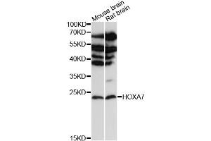 Western blot analysis of extracts of various cell lines, using HOXA7 antibody (ABIN6290494) at 1:3000 dilution. (HOXA7 抗体)