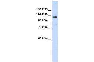 WB Suggested Anti-GTF2I Antibody Titration: 0. (GTF2I 抗体  (Middle Region))