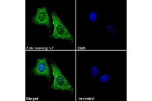 (ABIN190848) Immunofluorescence analysis of paraformaldehyde fixed U2OS cells, permeabilized with 0. (Neuroligin 2 抗体  (Internal Region))