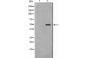 NEUROD2 抗体  (Internal Region)