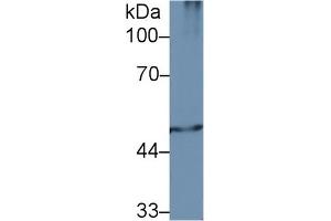 Western Blotting (WB) image for anti-Proteasome (Prosome, Macropain) 26S Subunit, ATPase, 2 (PSMC2) (AA 1-433) antibody (ABIN7442063)