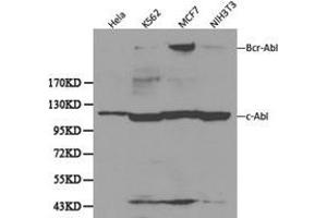 Western Blotting (WB) image for anti-C-Abl Oncogene 1, Non-Receptor tyrosine Kinase (ABL1) antibody (ABIN1870742) (ABL1 抗体)