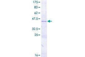 Cytokine-Like 1 (CYTL1) (AA 1-136) protein (GST tag)