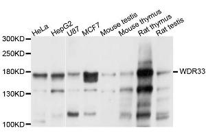 Western blot analysis of extracts of various cell lines, using WDR33 antibody (ABIN5996392) at 1/1000 dilution. (WDR33 抗体)