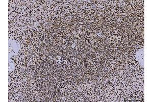 IHC analysis of PC4/SUB1 using anti-PC4/SUB1 antibody (ABIN7602185).