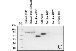 Immuno Blot analysis of ABIN109798 specificity. (BSP 抗体)