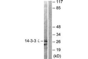 Western blot analysis of extracts from 293 cells, treated with Forskolin 40nM 30', using 14-3-3 zeta (Ab-58) Antibody. (14-3-3 zeta 抗体  (AA 24-73))