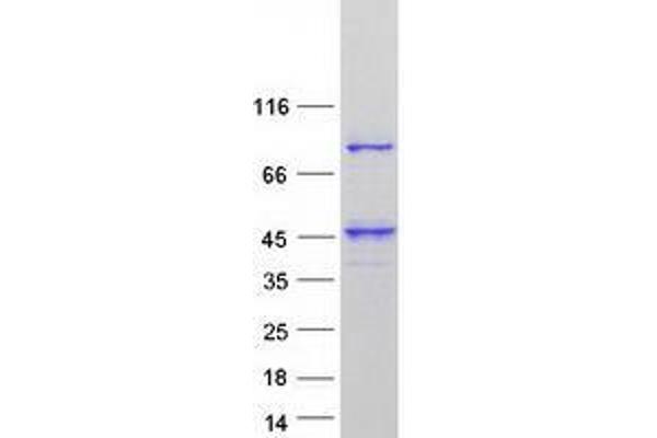 UBXN11 Protein (Transcript Variant 3) (Myc-DYKDDDDK Tag)