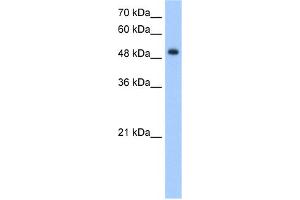 WB Suggested Anti-DNER Antibody Titration:  5. (DNER 抗体  (Middle Region))