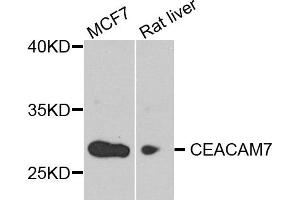 Western blot analysis of extract of various cells, using CEACAM7 antibody. (CEACAM7 抗体)