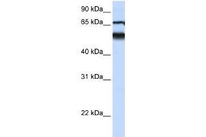 WB Suggested Anti-DKFZP564J0863 Antibody Titration:  0. (ATL3 抗体  (Middle Region))